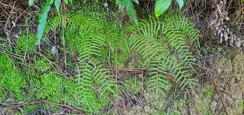 Carrier tangle (Gleichenia microphylla)