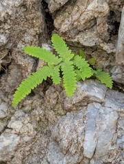 Gleichenia polypodioides (Gleichenia polypodioides)