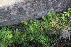 Gleichenia polypodioides (Gleichenia polypodioides)