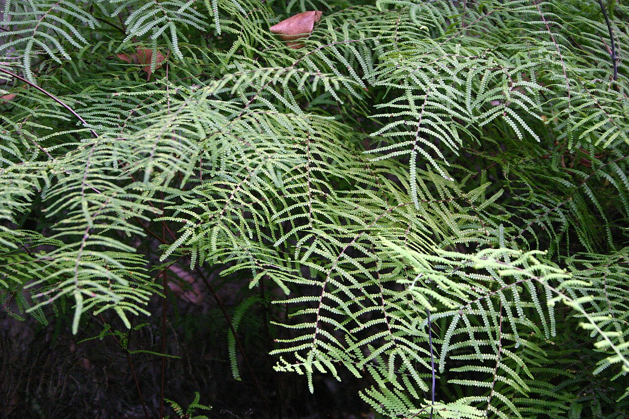 Gleichenia polypodioides: Gleichenia polypodioides on Bloukrans Pass near Nature's Valley, South Africa