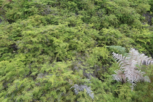Gleichenia polypodioides (Gleichenia polypodioides)