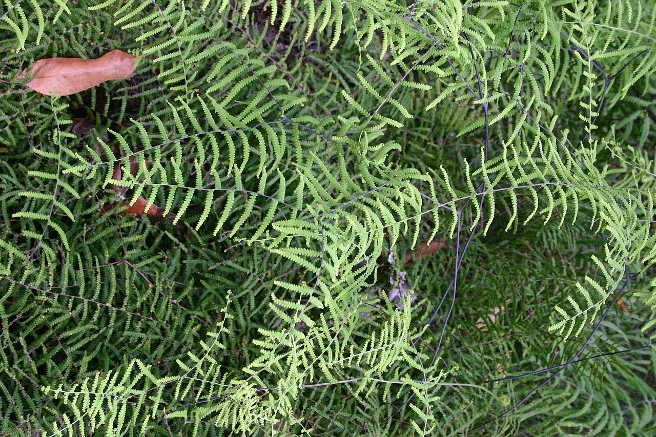 Gleichenia polypodioides: Gleichenia polypodioides on Bloukrans Pass near Nature's Valley, South Africa