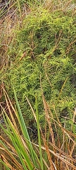 Gleichenia polypodioides (Gleichenia polypodioides)
