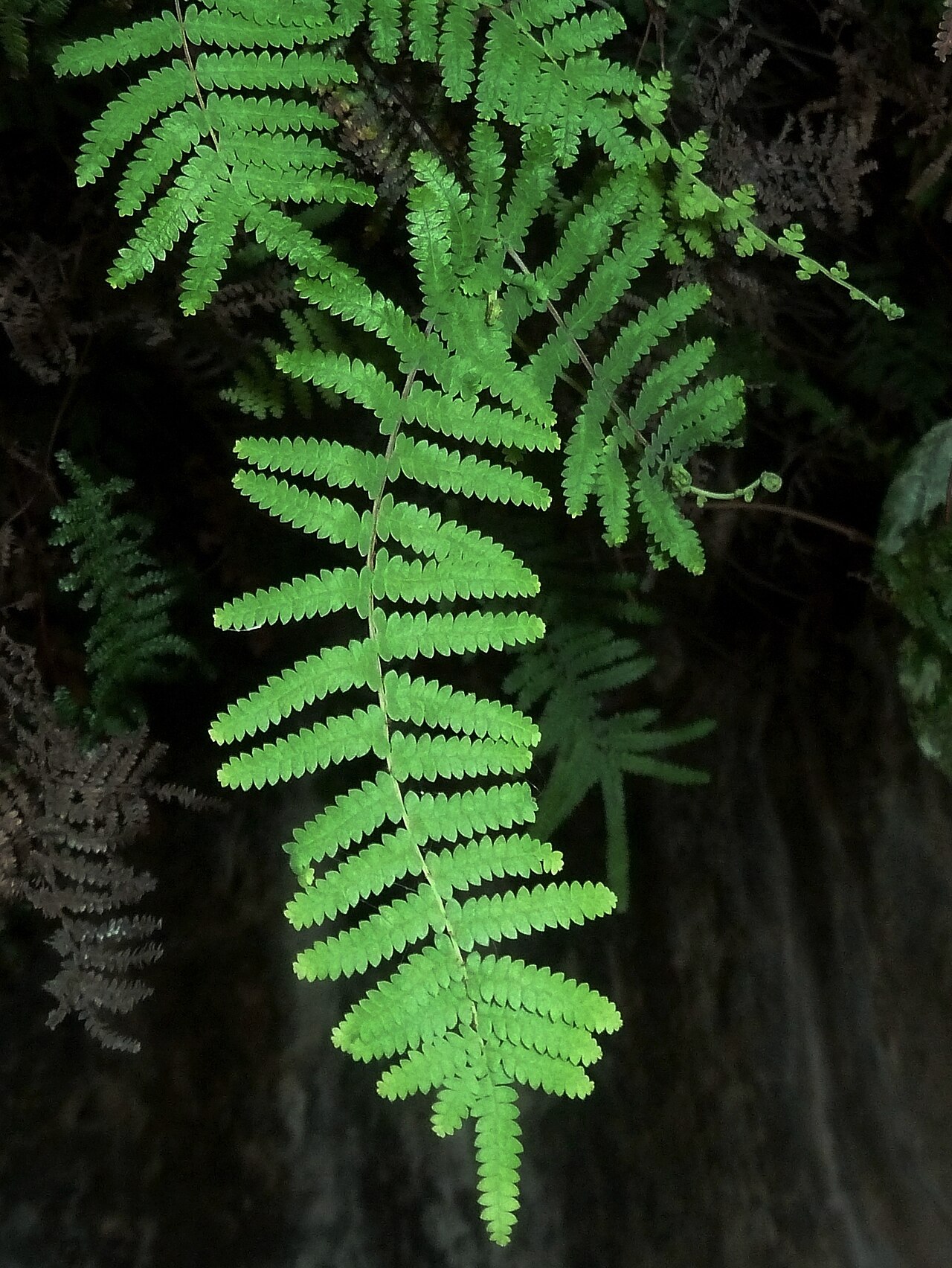 Gleichenia polypodioides: Frond of a Coral fern at Meiringskloof, Fouriesburg, growing against a moist, overhanging cliff face, the "Maanskermgrot", at 1,800 m above sea level.
