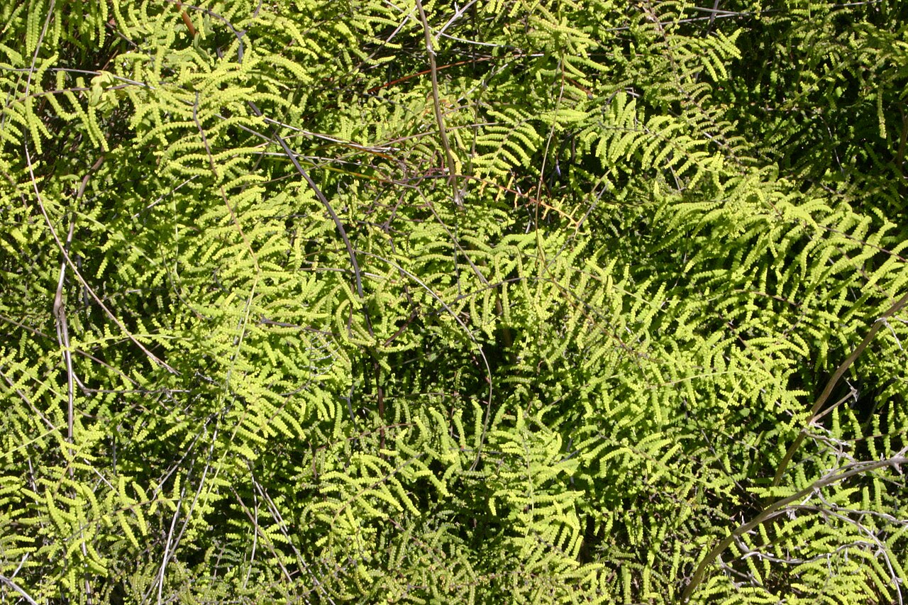 Gleichenia polypodioides: Gleichenia polypodioides (L.) Sm., near Karatara River, Sedgefield, South Africa