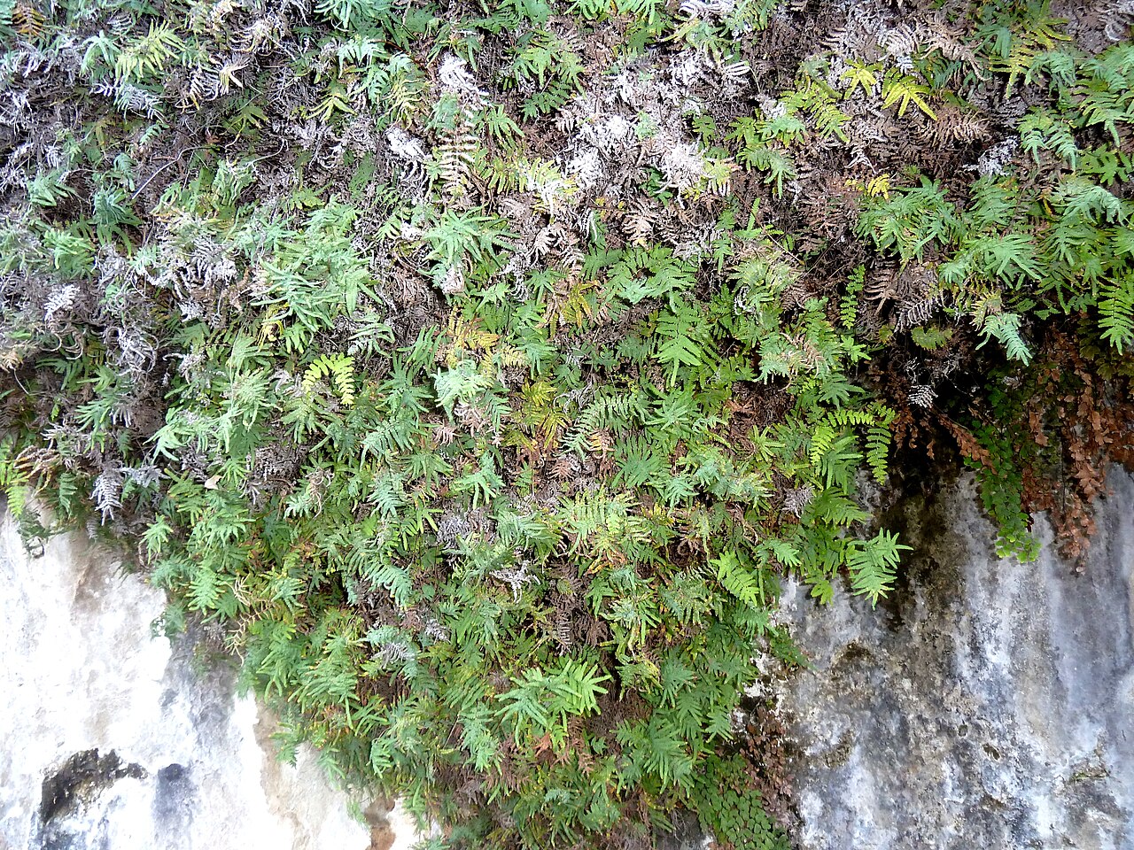 Gleichenia polypodioides: Coral fern at Meiringkloof, Fouriesburg, growing against an overhanging cliff face, the "Maanskermgrot", at 1,800 m above sea level.