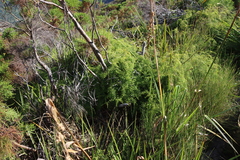 Gleichenia polypodioides (Gleichenia polypodioides)