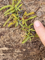 Gleichenia polypodioides (Gleichenia polypodioides)