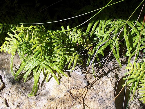 Gleichenia rupestris: Gleichenia rupestris growing on Narrabeen Group Sandstone at Grand Canyon, Blackheath, Blue Mountains National Park, Australia