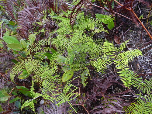 Gleichenia vulcanica (Gleichenia vulcanica)