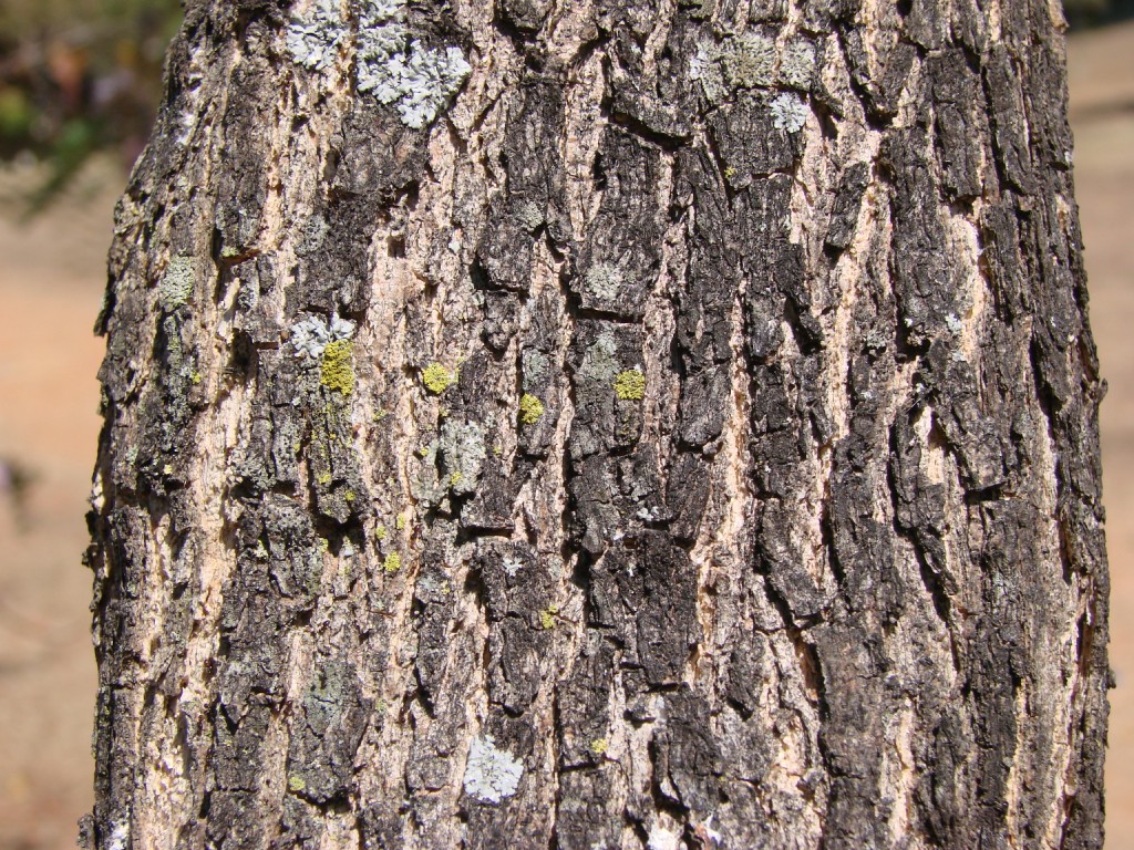 Quickstick: Gliricidia sepium (Jacq.) Kunth. ex Walp. - FABACEAE - Espécie que no Brasil ocorre na Caatinga (CE, PB e RN), cultivada no cerrado - SQN 204 Brasília - Distrit
