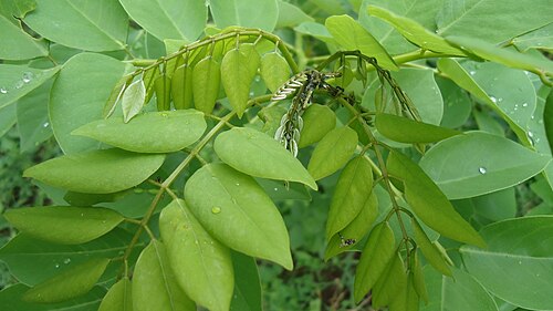 Quickstick: 'Madre de cacao' ( Gliricidia sepium ) from Mindanao, Philippines