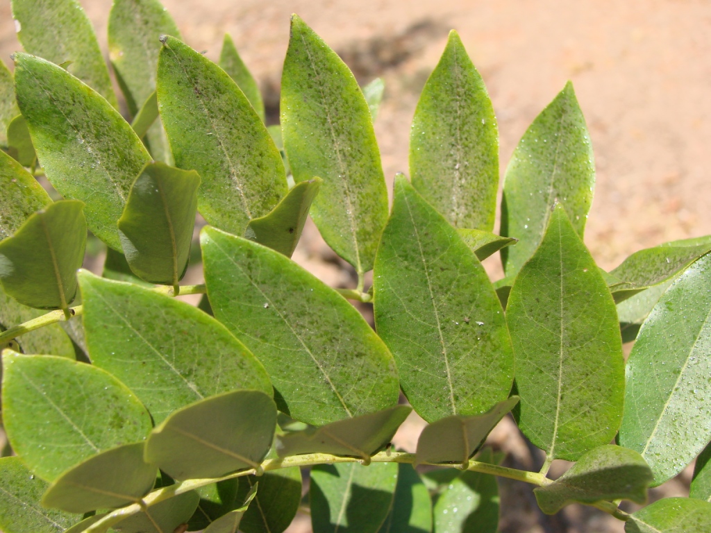 Quickstick: Gliricidia sepium (Jacq.) Kunth. ex Walp. - FABACEAE - Espécie que no Brasil ocorre na Caatinga (CE, PB e RN), cultivada no cerrado - SQN 204 Brasília - Distrit