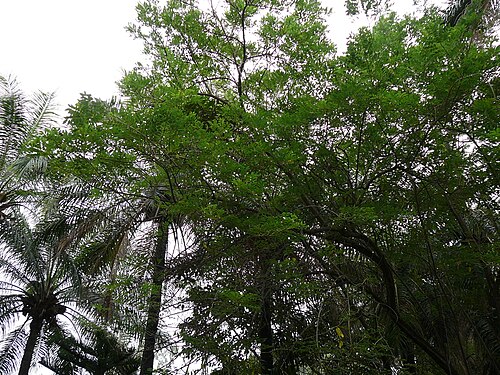 Quickstick: Canope of Quickstick trees
