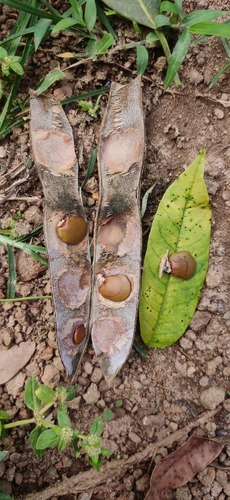 Quickstick (Gliricidia sepium)