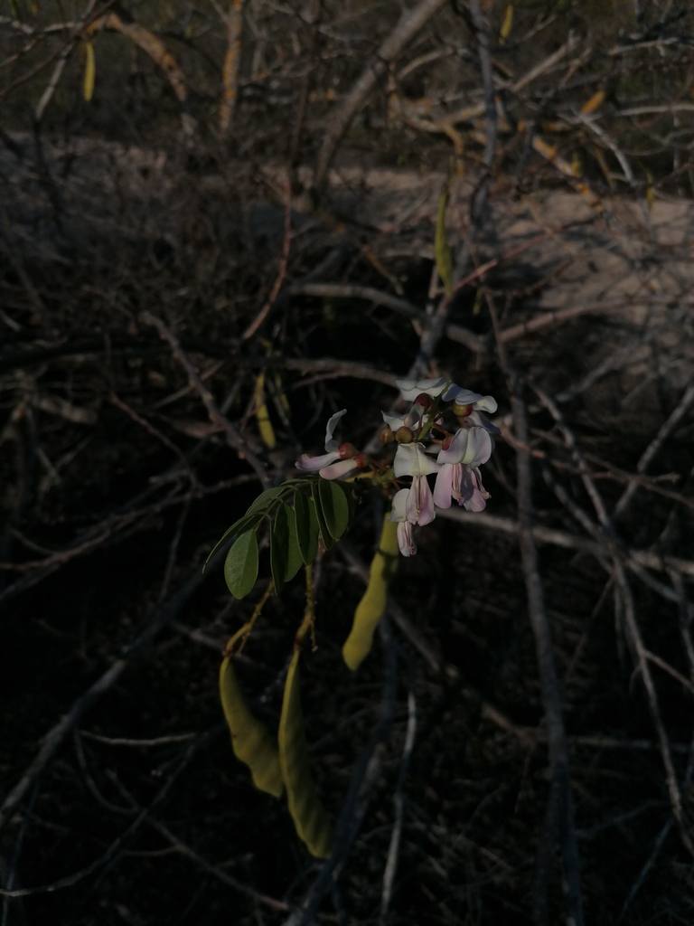 Quickstick (Gliricidia sepium)