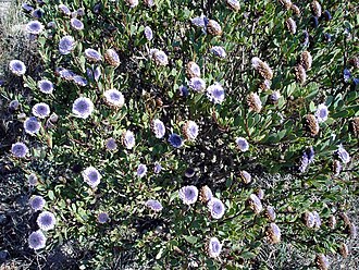Globularia alypum: Globularia alypum (globulaire buissonnante) Photo prise à fr:Castelnou en avril 2005 Jean Tosti 2005