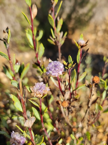 Globularia alypum (Globularia alypum)