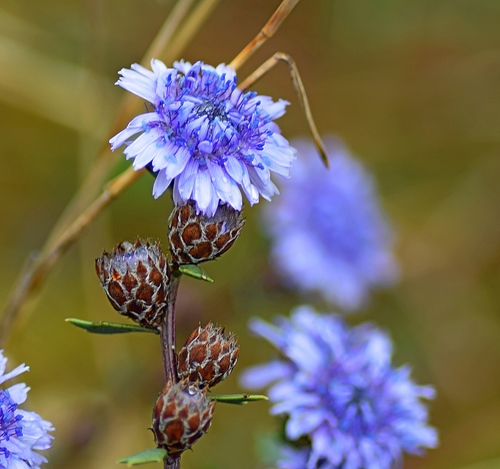 Globularia alypum (Globularia alypum)
