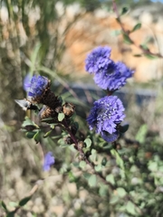 Globularia alypum (Globularia alypum)