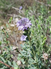 Globularia alypum (Globularia alypum)