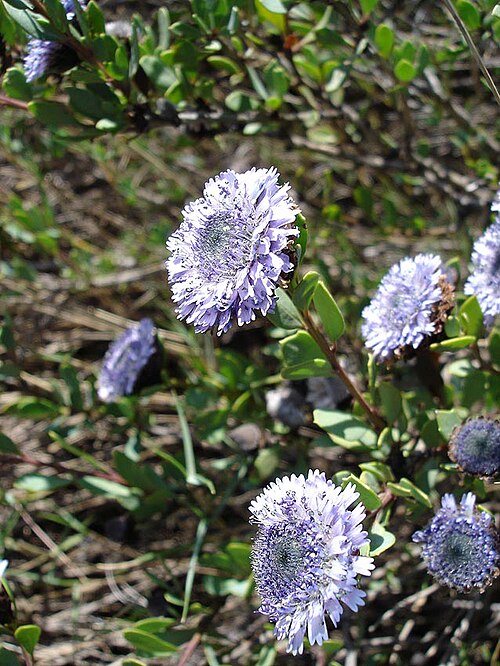Globularia alypum: Globularia alypum (globulaire buissonnante) Photo prise à fr:Castelnou en avril 2005 Jean Tosti 2005