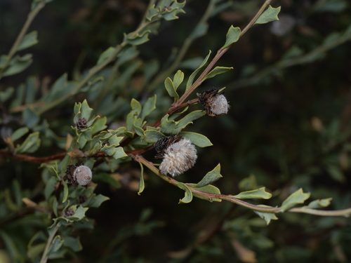 Globularia alypum (Globularia alypum)