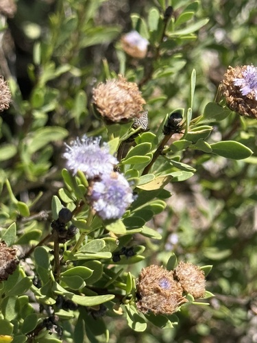 Globularia alypum (Globularia alypum)