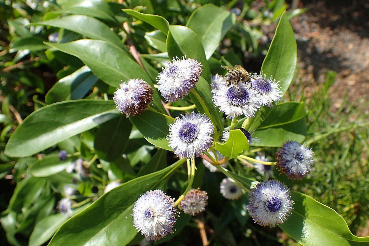 Globularia amygdalifolia: Globularia amygdalifolia in the Botanischer Garten, Berlin-Dahlem