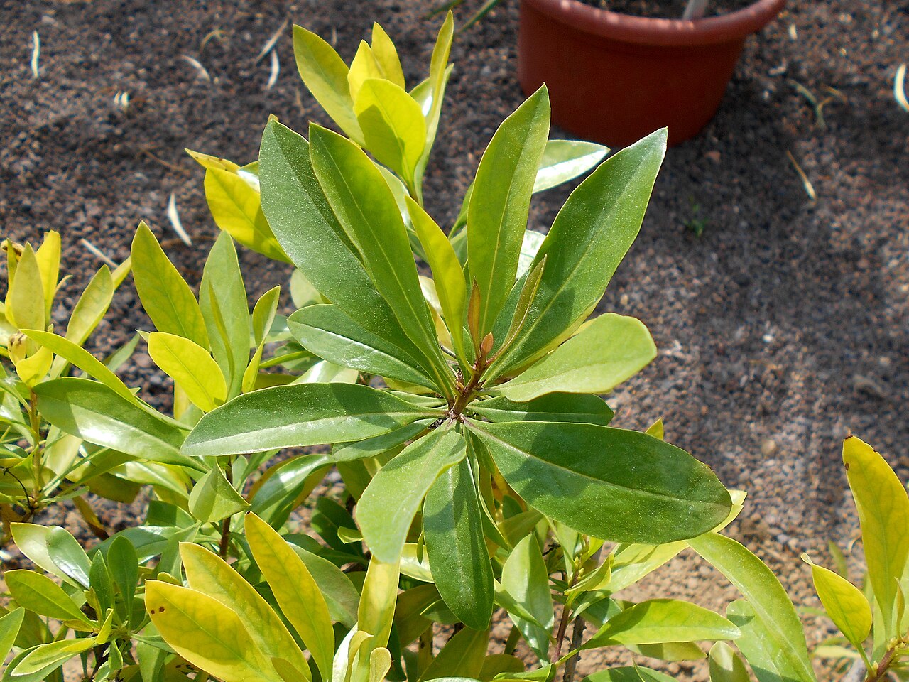 Globularia amygdalifolia: Globularia amygdalifolia , Botanischer Garten Berlin.