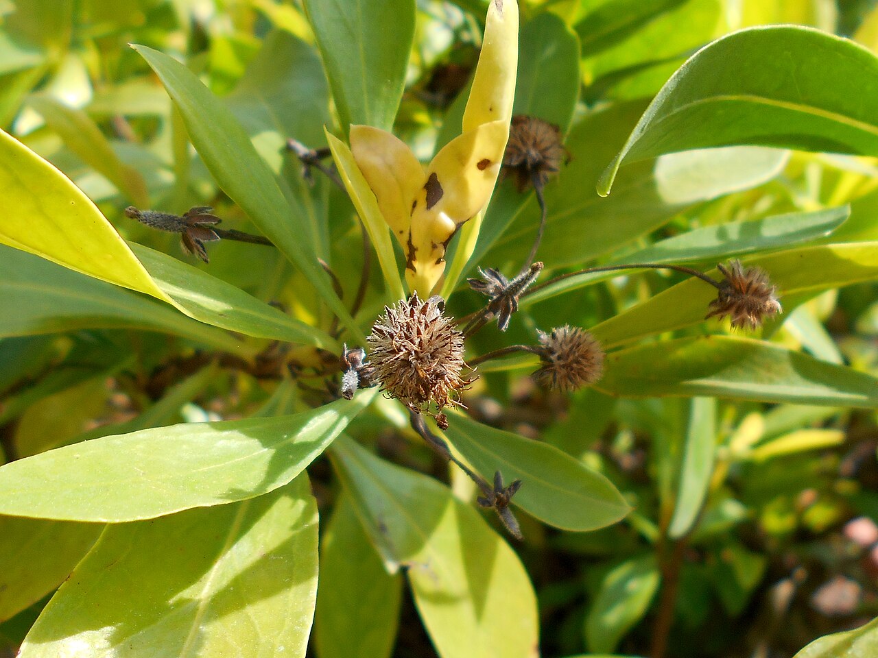 Globularia amygdalifolia: Globularia amygdalifolia , Botanischer Garten Berlin.