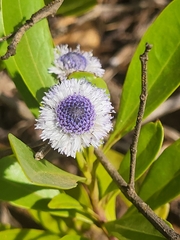 Globularia amygdalifolia (Globularia amygdalifolia)