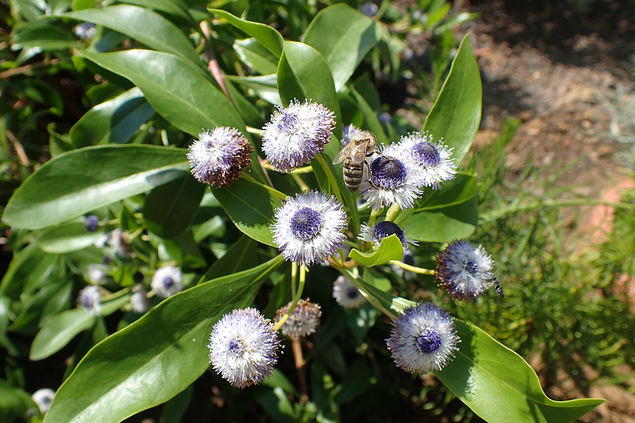 Globularia amygdalifolia: Globularia amygdalifolia in the Botanischer Garten, Berlin-Dahlem