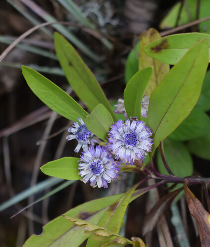 Globularia amygdalifolia (Globularia amygdalifolia)