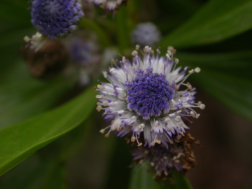 Globularia amygdalifolia (Globularia amygdalifolia)