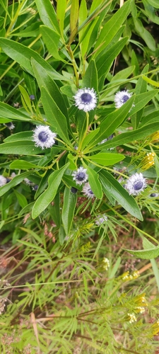 Globularia amygdalifolia (Globularia amygdalifolia)