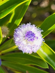 Globularia amygdalifolia (Globularia amygdalifolia)