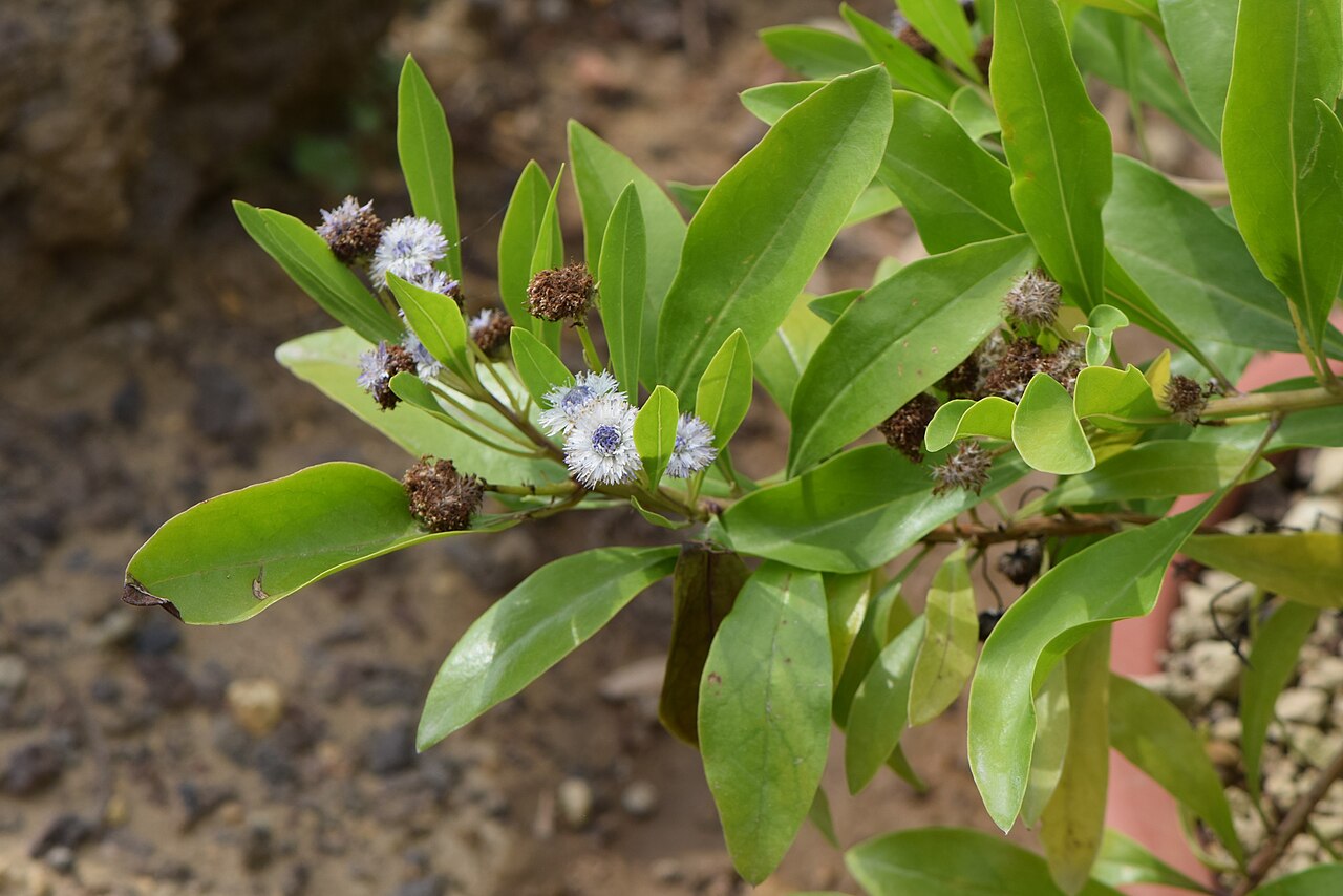 Globularia amygdalifolia: Globularia amygdalifolia in the Botanischer Garten, Berlin-Dahlem