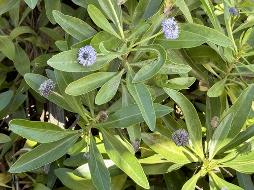 Globularia amygdalifolia (Globularia amygdalifolia)