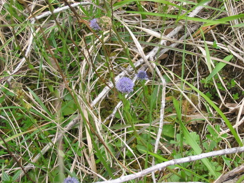 Globularia bisnagarica (Globularia bisnagarica)