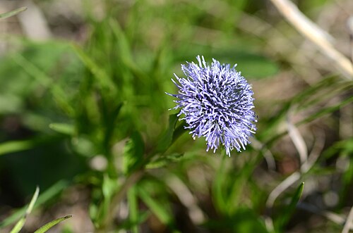Globularia bisnagarica: Natura 2000 Bisamberg / Austria
