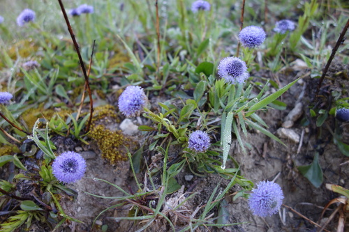 Globularia bisnagarica (Globularia bisnagarica)