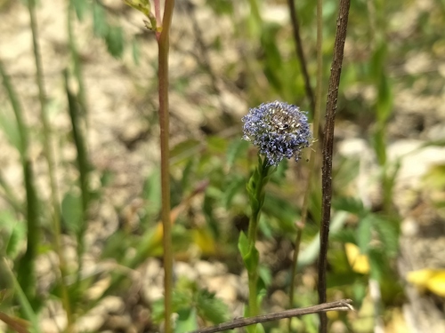 Globularia bisnagarica (Globularia bisnagarica)