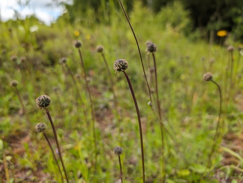Globularia bisnagarica (Globularia bisnagarica)