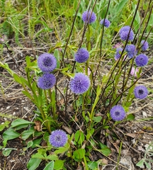 Globularia bisnagarica (Globularia bisnagarica)