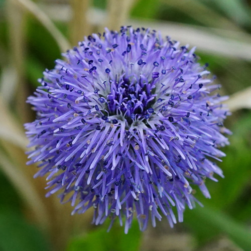 Globularia bisnagarica (Globularia bisnagarica)