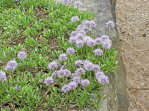 Heart-leaf globe daisy: Species : Globularia cordifolia Family : Globulariaceae Image No. 5
