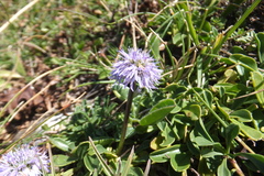 Globularia meridionalis (Globularia meridionalis)