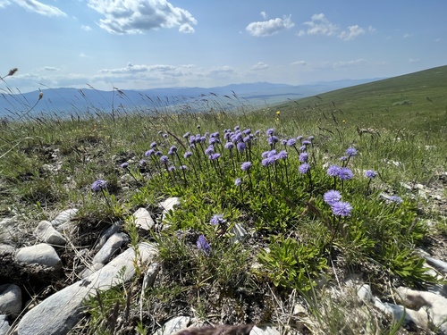 Globularia meridionalis (Globularia meridionalis)