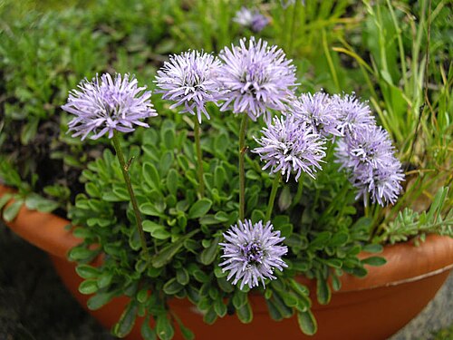 Globularia meridionalis: Globularia meridionalis